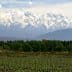 Vineyard rows in the foreground with snow-capped mountains in the background under a clear sky. - Olive Oil Times