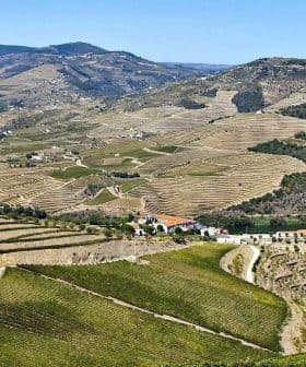 Aerial view of terraced vineyards along the Douro River in the Douro Valley region of Portugal. - Olive Oil Times