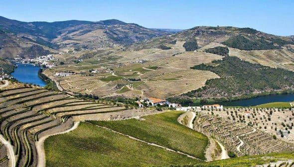 Aerial view of terraced vineyards along the Douro River in the Douro Valley region of Portugal. - Olive Oil Times