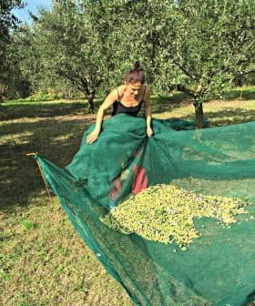 Woman lifting a green net filled with harvested olives in an olive orchard. - Olive Oil Times