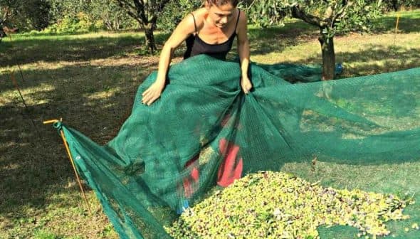 Woman lifting a green net filled with harvested olives in an olive orchard. - Olive Oil Times