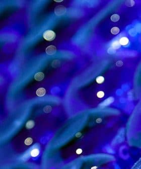 Close-up view of a collection of blue glass bottles arranged in a pattern. - Olive Oil Times