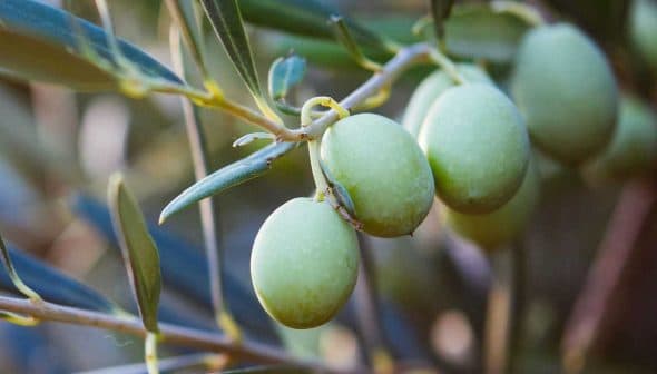 A close-up view of a bunch of green olives hanging from a branch with leaves. - Olive Oil Times