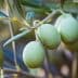 A close-up view of a bunch of green olives hanging from a branch with leaves. - Olive Oil Times