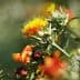 Safflower plant featuring yellow and orange flowers with green leaves in a natural setting. - Olive Oil Times