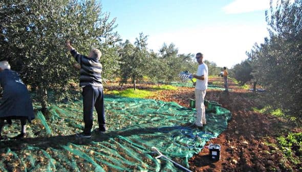Workers harvesting olives in an orchard with trees and nets on the ground. - Olive Oil Times