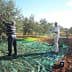 Workers harvesting olives in an orchard with trees and nets on the ground. - Olive Oil Times