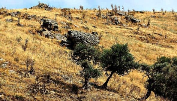 A hilly landscape featuring dry grass and olive trees on a rocky terrain. - Olive Oil Times