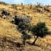 A hilly landscape featuring dry grass and olive trees on a rocky terrain. - Olive Oil Times