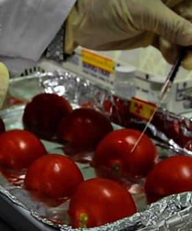 Scientist in gloves holding a vial while testing tomatoes in a laboratory setting. - Olive Oil Times