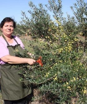 Woman in an apron picking olives from a tree in an olive grove. - Olive Oil Times