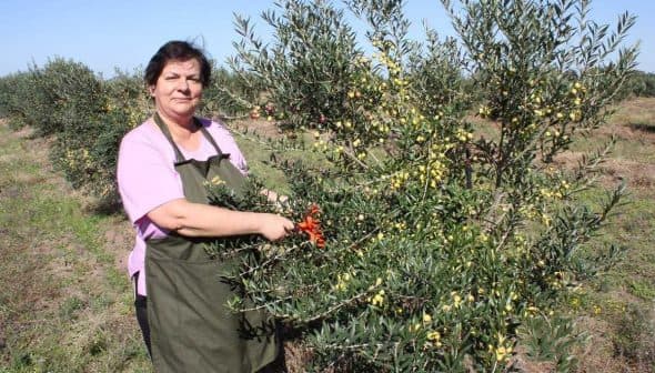 Woman in an apron picking olives from a tree in an olive grove. - Olive Oil Times