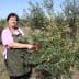 Woman in an apron picking olives from a tree in an olive grove. - Olive Oil Times