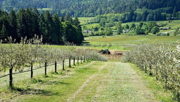 Olive trees lined along a path with a tractor working in the background of a green field. - Olive Oil Times