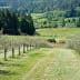 Olive trees lined along a path with a tractor working in the background of a green field. - Olive Oil Times