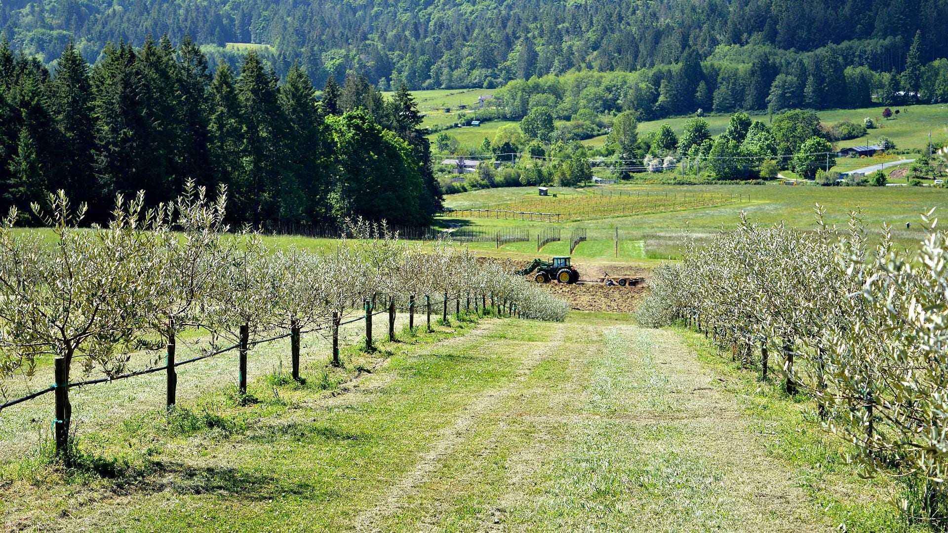 Olive trees lined along a path with a tractor working in the background of a green field. - Olive Oil Times