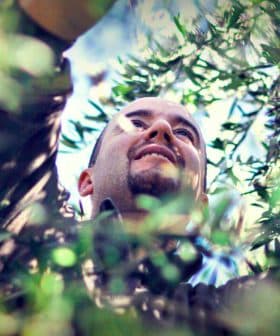 Man reaching up to harvest olives from an olive tree in a natural setting. - Olive Oil Times