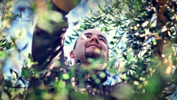 Man reaching up to harvest olives from an olive tree in a natural setting. - Olive Oil Times