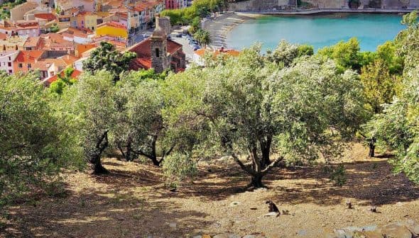 Olive trees in a landscape with a view of a coastal town and water in the background. - Olive Oil Times