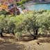 Olive trees in a landscape with a view of a coastal town and water in the background. - Olive Oil Times