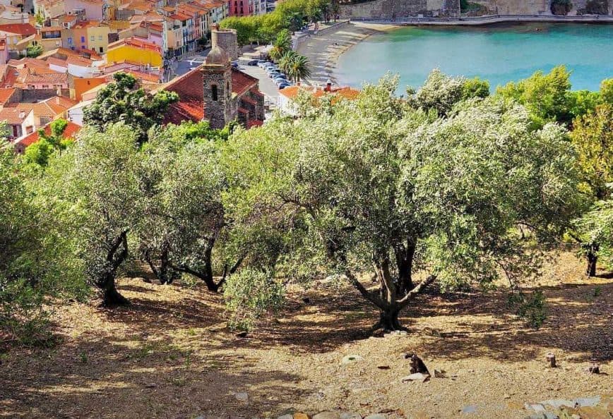 Olive trees in a landscape with a view of a coastal town and water in the background. - Olive Oil Times