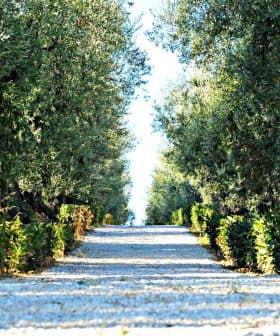 A gravel path lined with olive trees and shrubs on either side, leading into the distance. - Olive Oil Times