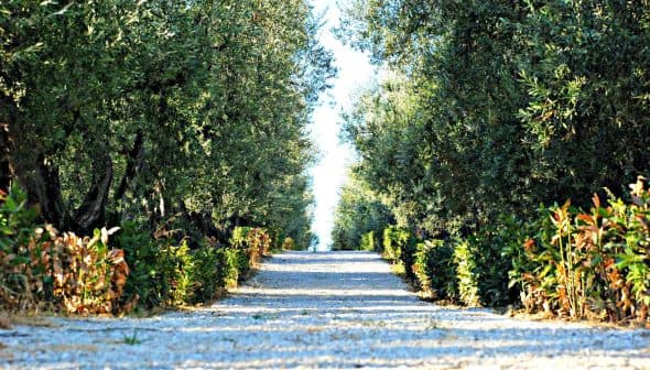 A gravel path lined with olive trees and shrubs on either side, leading into the distance. - Olive Oil Times