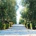 A gravel path lined with olive trees and shrubs on either side, leading into the distance. - Olive Oil Times