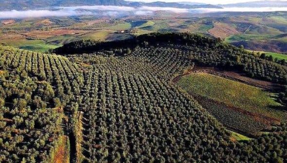 Aerial view of a large olive grove in Tuscany, showcasing rows of olive trees in a landscape. - Olive Oil Times