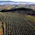 Aerial view of a large olive grove in Tuscany, showcasing rows of olive trees in a landscape. - Olive Oil Times