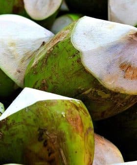 A close-up view of fresh green coconuts with white tops stacked together. - Olive Oil Times