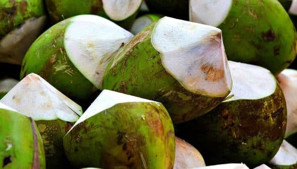 A close-up view of fresh green coconuts with white tops stacked together. - Olive Oil Times