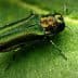 Emerald Ash Borer insect resting on a green leaf, showcasing its metallic green coloration. - Olive Oil Times