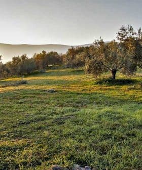 Olive trees in a green field during sunrise with soft light illuminating the landscape. - Olive Oil Times