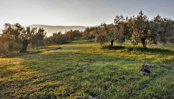 Olive trees in a green field during sunrise with soft light illuminating the landscape. - Olive Oil Times