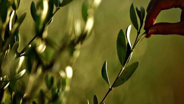 A hand gently touching the leaves of an olive branch in natural light. - Olive Oil Times