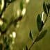 A hand gently touching the leaves of an olive branch in natural light. - Olive Oil Times