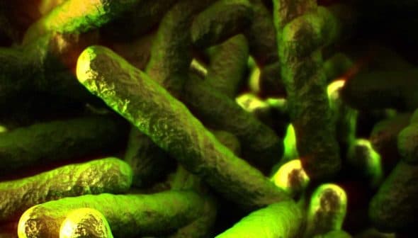 Microscopic view of Listeria bacteria with a greenish hue and elongated shapes. - Olive Oil Times