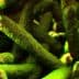 Microscopic view of Listeria bacteria with a greenish hue and elongated shapes. - Olive Oil Times