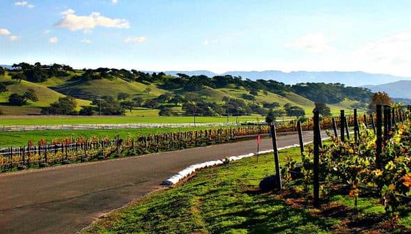 Vineyard with rows of grapevines and rolling green hills in the background under a clear sky. - Olive Oil Times