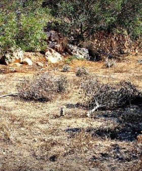 A dry landscape featuring scattered shrubs and rocky terrain under bright sunlight. - Olive Oil Times