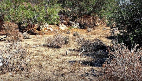 A dry landscape featuring scattered shrubs and rocky terrain under bright sunlight. - Olive Oil Times