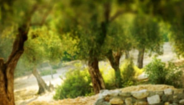 Blurred image of olive trees with a stone wall in a natural landscape. - Olive Oil Times