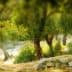 Blurred image of olive trees with a stone wall in a natural landscape. - Olive Oil Times