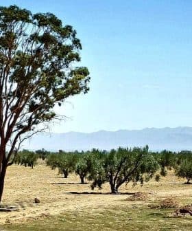 A solitary tree standing in an open landscape with sparse vegetation and distant mountains. - Olive Oil Times