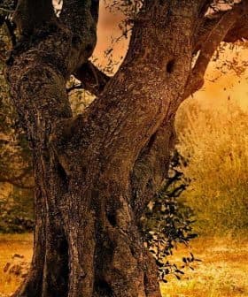 Two large olive trees with a sunset background in an olive grove. - Olive Oil Times