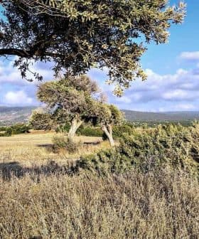 Olive trees in a grassy landscape under a blue sky with scattered clouds. - Olive Oil Times