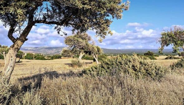 Olive trees in a grassy landscape under a blue sky with scattered clouds. - Olive Oil Times