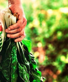 Individual holding a bunch of fresh leafy greens in their hand. - Olive Oil Times
