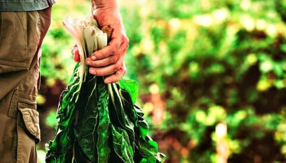 Individual holding a bunch of fresh leafy greens in their hand. - Olive Oil Times